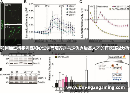 如何通过科学训练和心理调节培养乒乓球优秀后备人才的有效路径分析